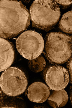 Background image of ends of sawn pine trunks. Firewood wooden background. Industrial timber. Copy space. Vertical