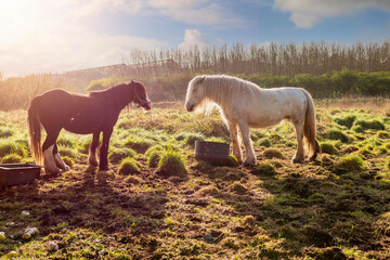 Obraz premium Dark and white horse in a field by a feeding bucket looking at each other. Warm sunny day. Selective focus. equestrian industry concept. Nature background. Cloudy sky, sun flare.