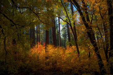 Colors of Fall in Sedona Arizona 2021