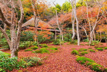 秋の京都　祇王寺