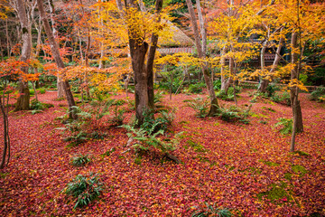 秋の京都　祇王寺