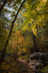 Naklejka premium Colors of Fall in Sedona Arizona 2021