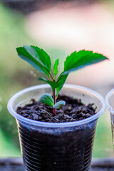 small apple tree in its early stages of life