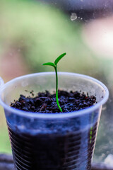 small tangerine plant in its early stages of life