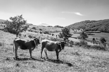 View of Biviere lake and grazing cows, Nebrodi National Park, Sicily, Italy