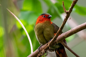 Scarlet-faced Liocichla

Liocichla ripponi