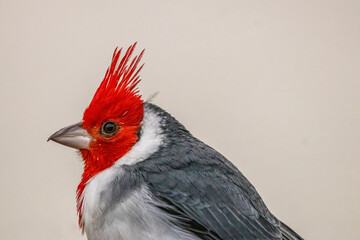  red-crested cardinal (Paroaria coronata)