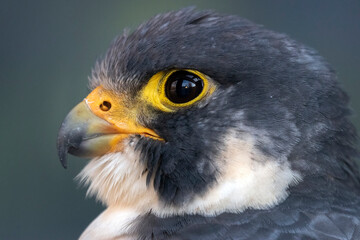 peregrine falcon, captive