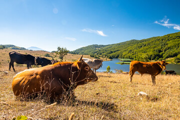 View of Biviere lake and grazing cows, Nebrodi National Park, Sicily, Italy