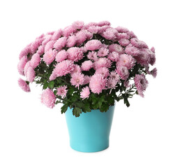 Beautiful pink chrysanthemum flowers in pot on white background