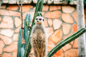 meerkat standing in a zoo