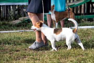 A Jack Russell terrier on the grass in summer.