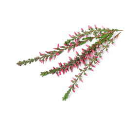 Branches of heather with beautiful flowers on white background, top view