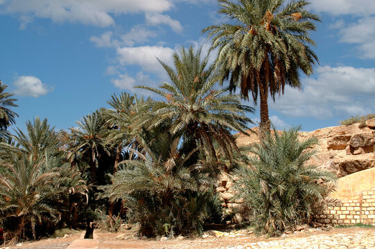 Palm grove of tafilalet in morocco