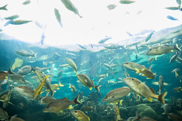 Fototapeta na wymiar School of fish swimming Tampa aquarium