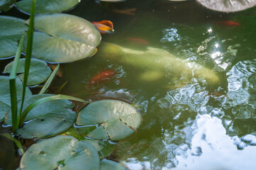 Coy pond with lily pads
