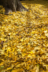 A bed of fallen ginko leaves in autumn