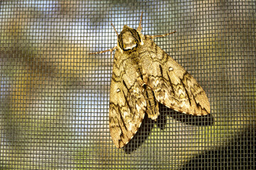 Hermit Sphinx moth on door screen