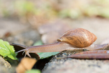 Carnivourous Rosy Wolfsnail, Euglandina Rosea