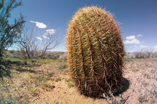 Barrell Cactus, Southern Nevada