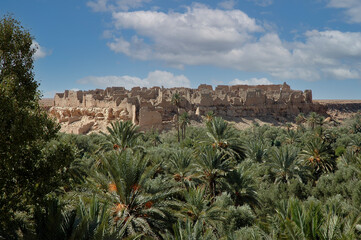 Palm grove of tafilalet in morocco