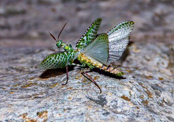 mantis on the rock