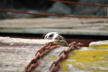 Naklejka na ściany i meble Harbor seal peeking 