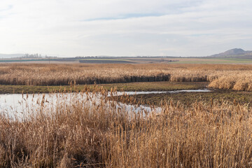 Autumn view of Aldomirovtsi marsh, Bulgaria