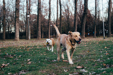 Two happy dog friends in the park playing. Autumn/winter