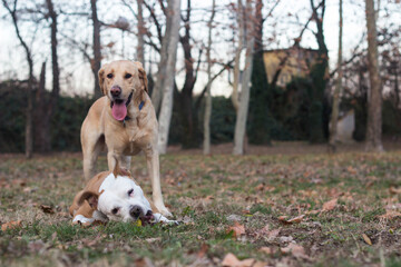 Two happy dog friends in the park playing. Autumn/winter