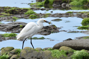 Snowy Egret with Catch at Rincon Beach, California