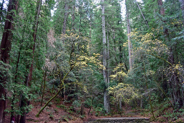 Obraz premium Forest Scene at Armstrong Woods, California