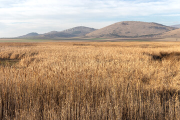 Autumn view of Aldomirovtsi marsh, Bulgaria