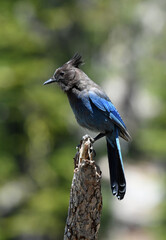 Steller Jay in Lassen National Forest, California