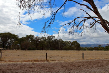 Grass field in north adelaide
