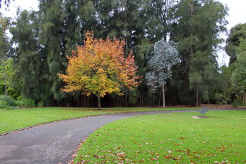 autumn park in the Adelaide Botanic Garden