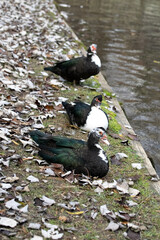 Muscovy Ducks