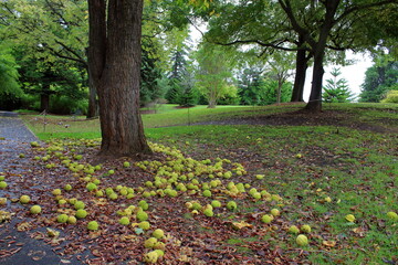 falling fruit from tree