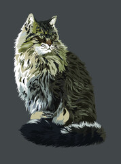 Drawing simerian cats, art. illustration, thick hair, vector