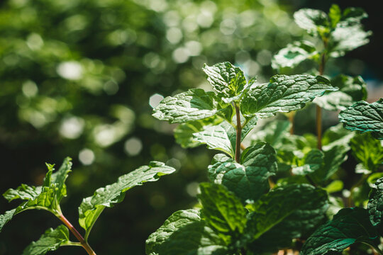 leaves on a papermint plant