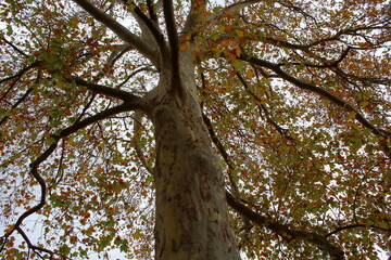 Fototapeta premium autumn in the Adelaide Botanic Garden