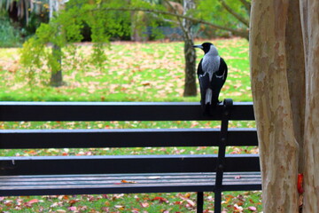Australian magpie sitting on a bench