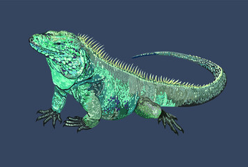 Grand caiman blue iguana, rare, beautiful pet, large, vegetarian, vector