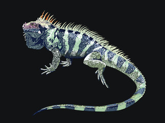 Sounthen antilles iguana, rare, large, exotic iguana, reptilian, vector