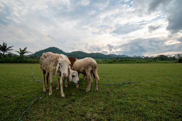Naklejka na ściany i meble goats /sheep in the field eating grass mountains background