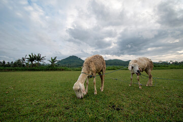 Fototapeta premium goats /sheep in the field eating grass mountains background