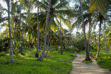 Obraz premium amazing path surrounded by palm trees to reach the sea