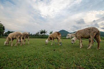 Naklejka premium goats /sheep in the field eating grass mountains background