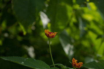 beautiful garden flowers