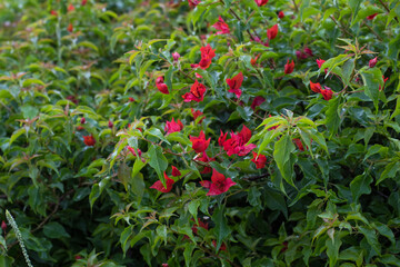 beautiful garden flowers